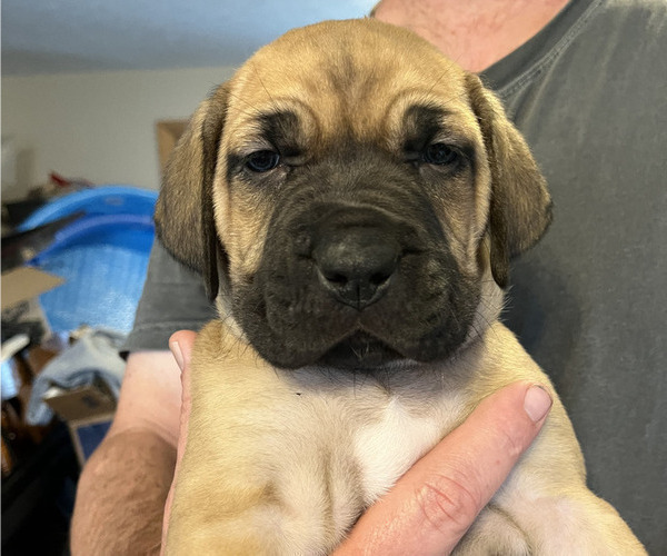 Medium Photo #8 Boerboel-Cane Corso Mix Puppy For Sale in MARION, OH, USA