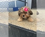 Small Shorkie Tzu
