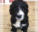 Small Photo #3 Bernedoodle Puppy For Sale in SHARPSBURG, KY, USA