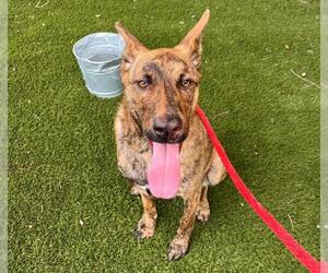 German Shepherd Dog-Unknown Mix Dogs for adoption in Toronto, Ontario, Canada