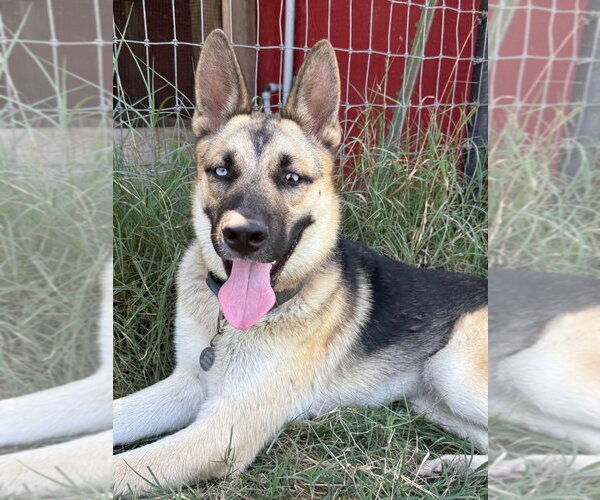 Medium Photo #12 Gerberian Shepsky Puppy For Sale in Canton, CT, USA