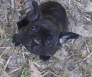French Bulldog Dog for Adoption in NEW WAVERLY, Texas USA