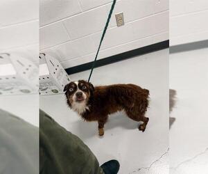 Australian Shepherd Dogs for adoption in Temple, TX, USA