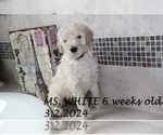 Puppy Ms White Goldendoodle