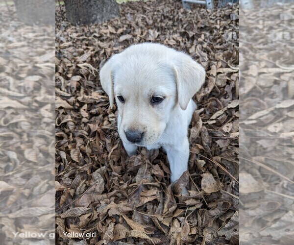 Medium Photo #2 Labrador Retriever Puppy For Sale in WAGENER, SC, USA