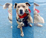 Small #2 American Staffordshire Terrier Mix