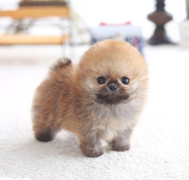 Medium Photo #1 Pomeranian Puppy For Sale in NEW YORK, NY, USA