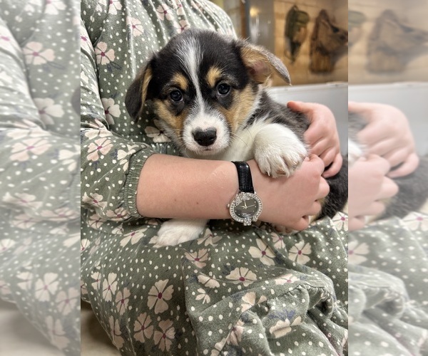 Medium Photo #24 Pembroke Welsh Corgi Puppy For Sale in ROCK VALLEY, IA, USA