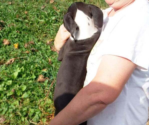 Medium Photo #13 Great Dane Puppy For Sale in SPRAGGS, PA, USA
