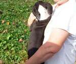 Small Photo #22 Great Dane Puppy For Sale in SPRAGGS, PA, USA