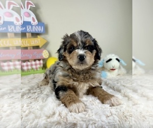Miniature Bernedoodle Puppy for sale in GREENFIELD, IN, USA