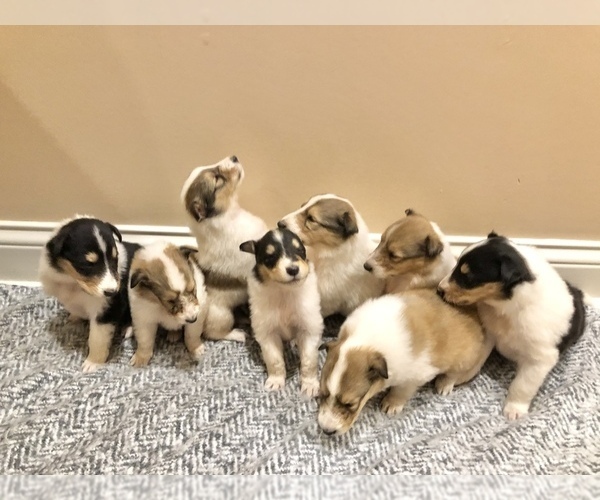Medium Photo #1 Collie Puppy For Sale in OWENSBORO, KY, USA