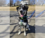 Small #23 German Shepherd Dog Mix