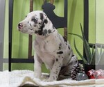 Small Photo #4 Great Dane Puppy For Sale in LITITZ, PA, USA