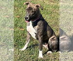 Small #2 American Staffordshire Terrier-Great Dane Mix