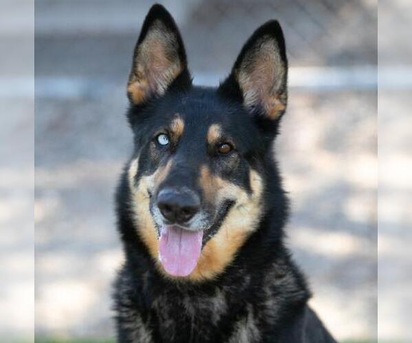 Medium Photo #1 German Shepherd Dog-Unknown Mix Puppy For Sale in Camarillo, CA, USA