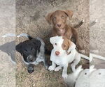Small #1 Lab-Pointer