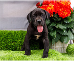 Small #9 Great Dane