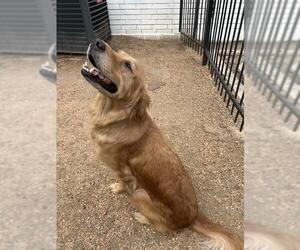 Golden Retriever-Unknown Mix Dogs for adoption in San Antonio, TX, USA