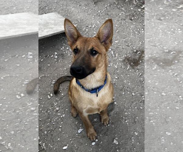 Medium Photo #2 Mutt Puppy For Sale in Incline Village, NV, USA