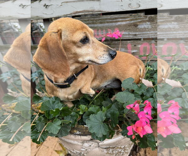 Medium Photo #2 Dachshund Puppy For Sale in Sioux Falls, SD, USA