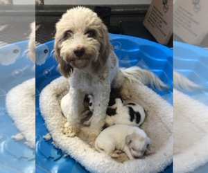 Cockapoo Puppy for sale in CONVERSE, IN, USA