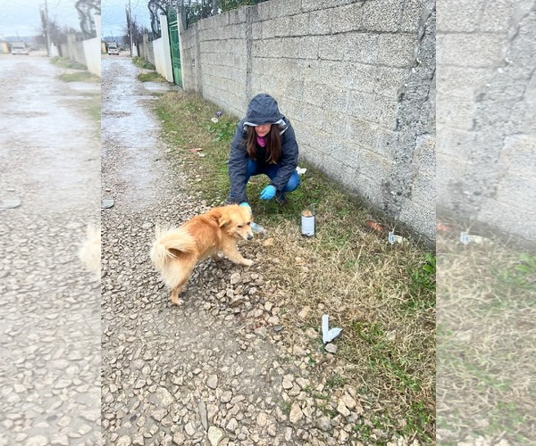 Medium Photo #4 Tibetan Spaniel-Unknown Mix Puppy For Sale in NYC, NY, USA