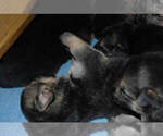 Small Photo #4 German Shepherd Dog Puppy For Sale in BEULAVILLE, NC, USA
