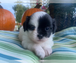 Puppy 2 Shih Tzu-Unknown Mix