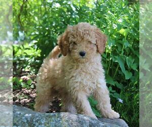 Poodle (Miniature) Puppy for sale in STANLEY, WI, USA