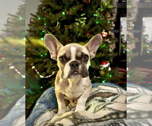 French Bulldog Dogs for adoption in Dumont, NJ, USA