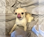 Small #9 Pug