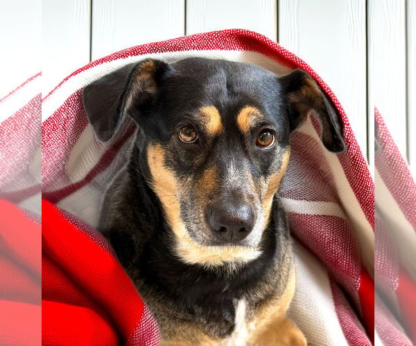 Medium Photo #4 Mutt Puppy For Sale in Unionville, PA, USA