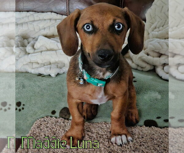 Medium Photo #3 Dachshund Puppy For Sale in San Antonio, TX, USA