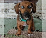 Small #2 Dachshund