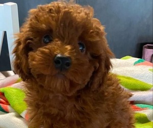 Bernedoodle (Miniature) Puppy for sale in SIOUX CITY, IA, USA