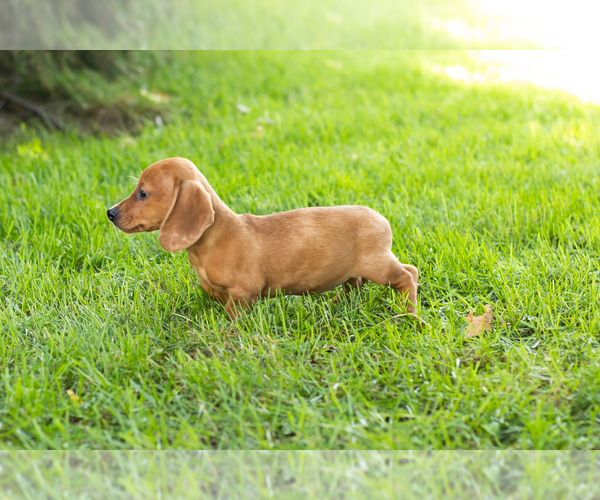 Medium Photo #3 Dachshund Puppy For Sale in BREMEN, IN, USA