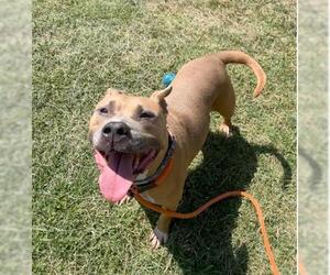 American Pit Bull Terrier Dogs for adoption in Louisville, KY, USA