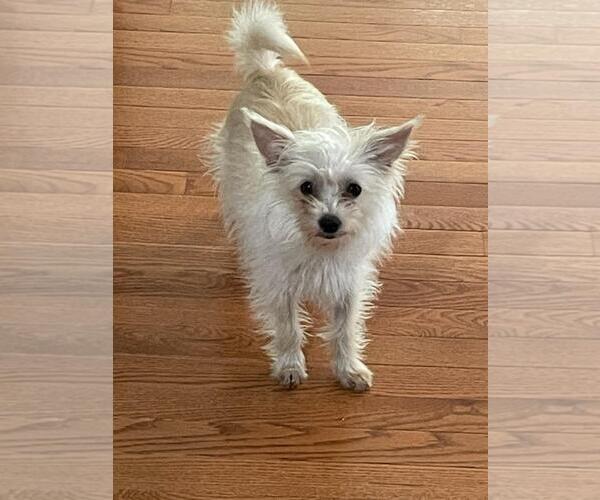 Medium Photo #2 Mutt Puppy For Sale in Social Circle, GA, USA