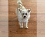 Small #1 Mutt