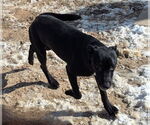 Small #7 Mutt