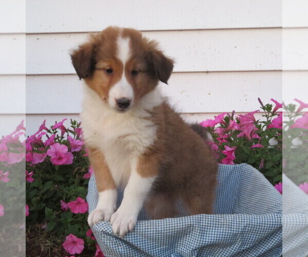 Medium Photo #14 Shetland Sheepdog Puppy For Sale in ATHENS, WI, USA