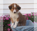 Puppy Puppy 3 Shetland Sheepdog
