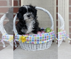 ShihPoo Puppy for sale in CUMBERLAND, MD, USA