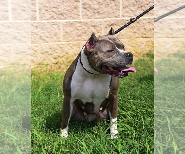 Medium Photo #3 American Pit Bull Terrier-Staffordshire Bull Terrier Mix Puppy For Sale in Glen Allen, VA, USA