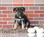 Small #6 German Shepherd Dog