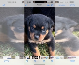 Rottweiler Puppy for sale in FAIRBURN, GA, USA