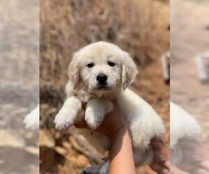 English Cream Golden Retriever Puppy for sale in CLINTON, CA, USA