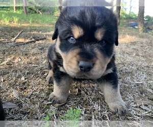 Greater Swiss Rottweiler Puppy for sale in WEATHERFORD, TX, USA