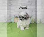 Small #23 Poodle (Toy)